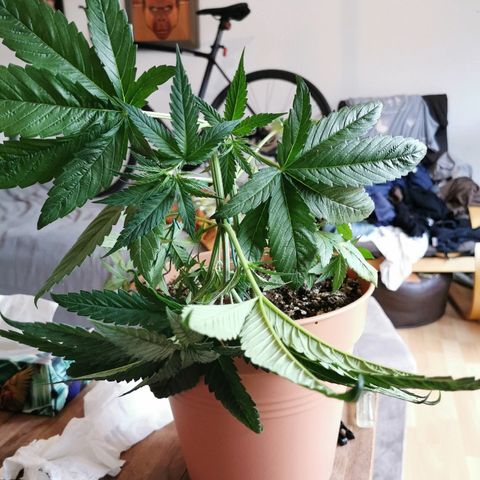 B.B. IV growlog photo: Sehr strammes  training 