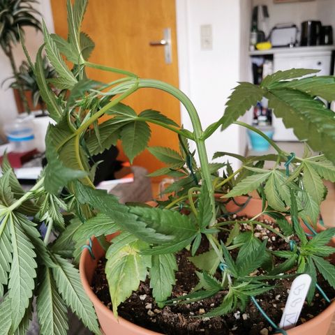 B.B. IV growlog photo: Sehr strammes  training 