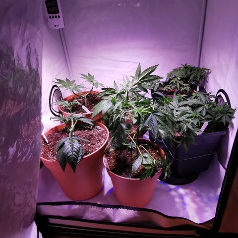 B.B. IV growlog timeline photo