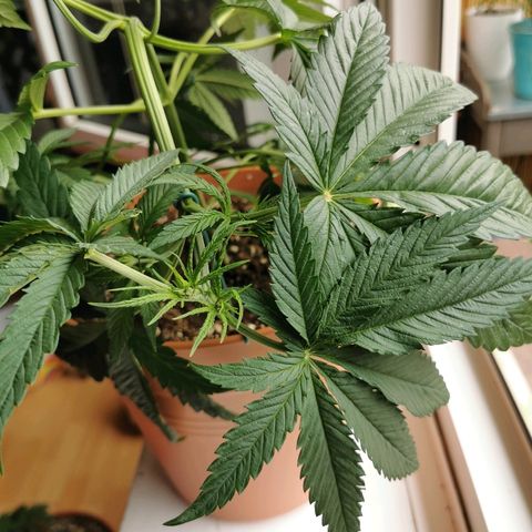 B.B. IV growlog photo: Getoppte Pflanze reagiert gut auf LST