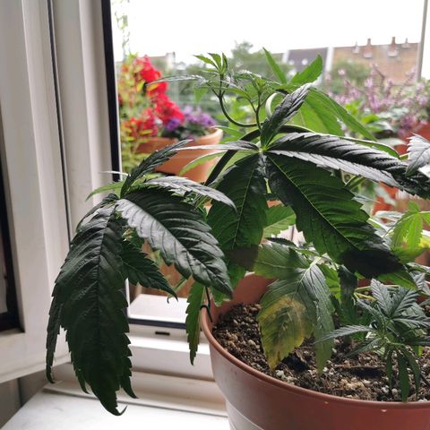 B.B. IV growlog photo: Getoppte Pflanze reagiert gut auf LST