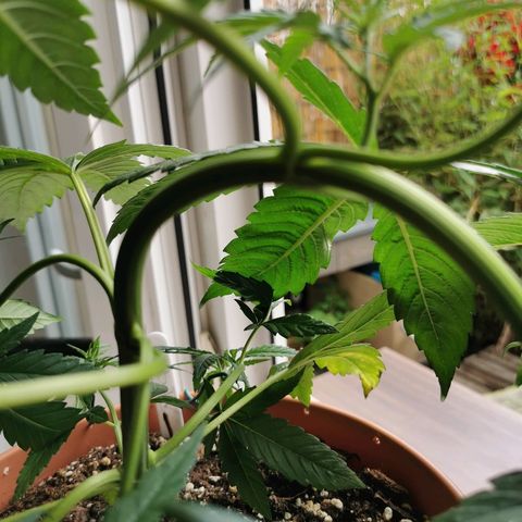B.B. IV growlog photo: Getoppte Pflanze reagiert gut auf LST