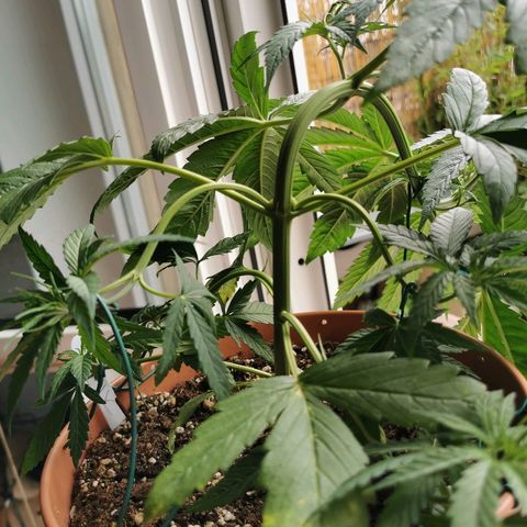 B.B. IV growlog photo: Getoppte Pflanze reagiert gut auf LST