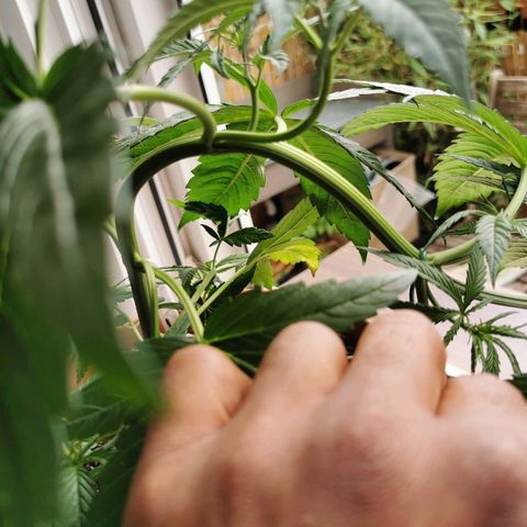 B.B. IV growlog photo: Getoppte Pflanze reagiert gut auf LST