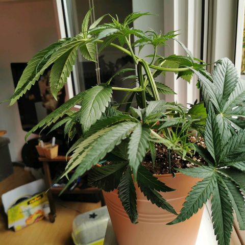 B.B. IV growlog photo: Getoppte Pflanze reagiert gut auf LST