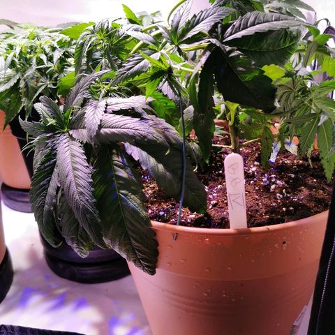 B.B. IV growlog timeline photo