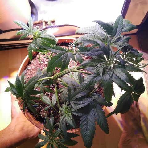 B.B. IV growlog photo: Leicht entlaubt =experiment 