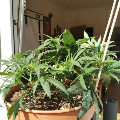 B.B. IV growlog photo: Supercropp probiert. Trieb gerissen. Getaped. 