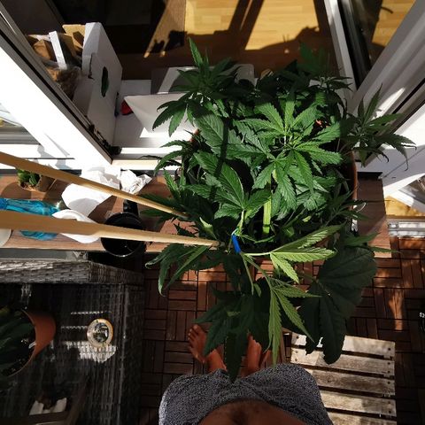 B.B. IV growlog photo: Supercropp probiert. Trieb gerissen. Getaped. 