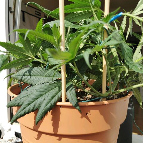 B.B. IV growlog photo: Supercropp probiert. Trieb gerissen. Getaped. 