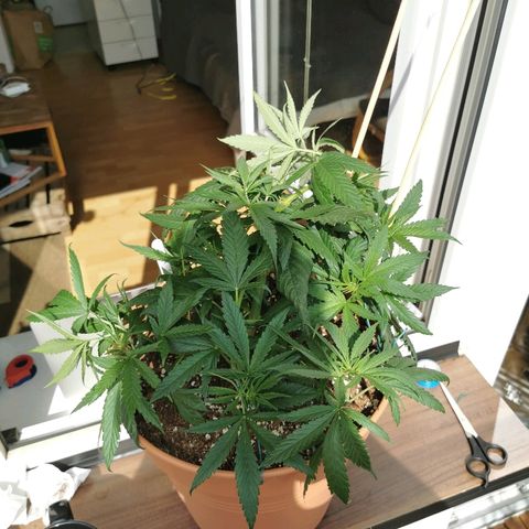B.B. IV growlog photo: Supercropp probiert. Trieb gerissen. Getaped. 