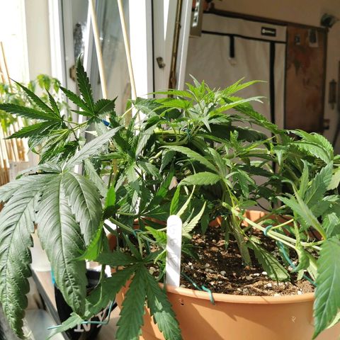 B.B. IV growlog photo: Supercropp probiert. Trieb gerissen. Getaped. 