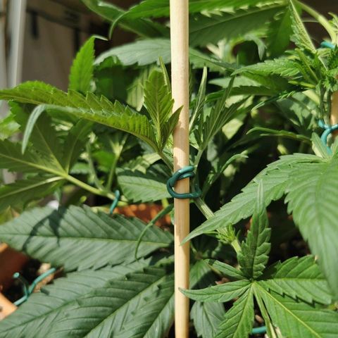 B.B. IV growlog photo: Supercropp probiert. Trieb gerissen. Getaped. 