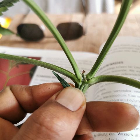 B.B. IV growlog photo: Pflanze getoppt.
Die 2 vorderen Hauptriebe als Klone benutzt 
