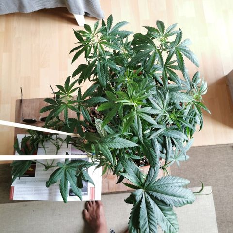 B.B. IV growlog photo: Pflanze getoppt.
Die 2 vorderen Hauptriebe als Klone benutzt 