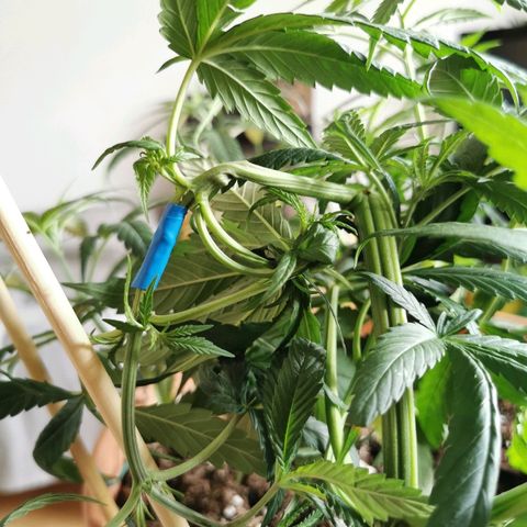 B.B. IV growlog photo: Pflanze getoppt.
Die 2 vorderen Hauptriebe als Klone benutzt 