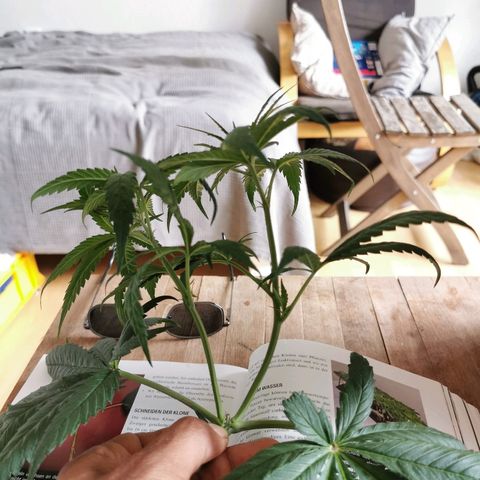 B.B. IV growlog photo: Pflanze getoppt.
Die 2 vorderen Hauptriebe als Klone benutzt 