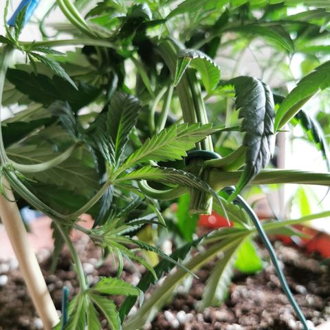 B.B. IV growlog photo: Pflanze getoppt.
Die 2 vorderen Hauptriebe als Klone benutzt 