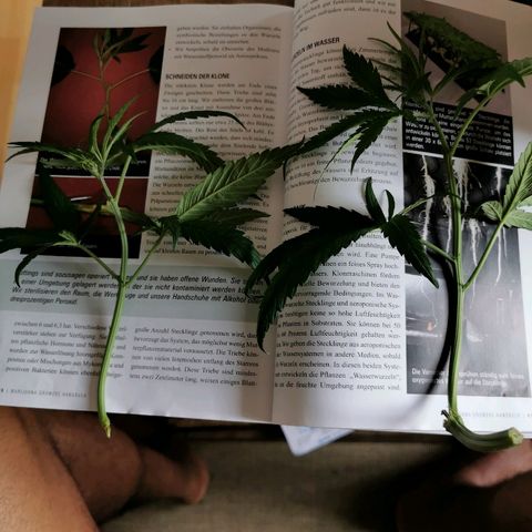 B.B. IV growlog timeline photo