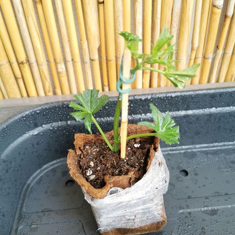 B.B. IV growlog timeline photo
