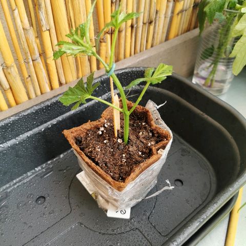 B.B. IV growlog timeline photo