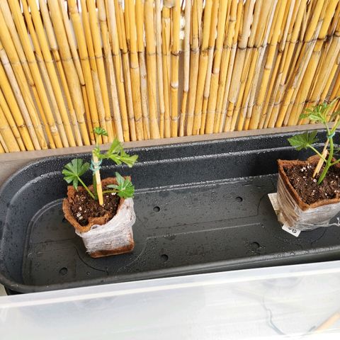 B.B. IV growlog timeline photo