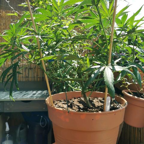 B.B. IV growlog timeline photo