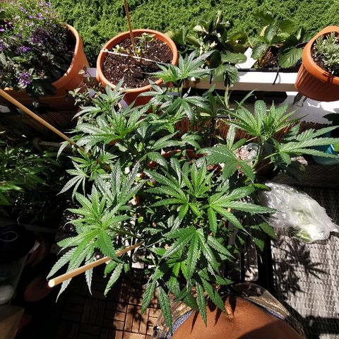 B.B. IV growlog timeline photo