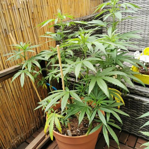 B.B. IV growlog timeline photo