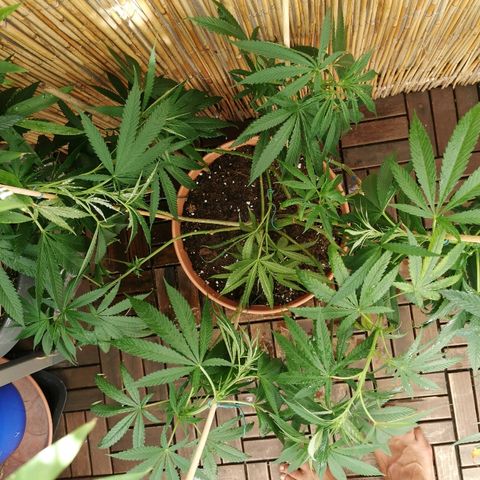 B.B. IV growlog timeline photo