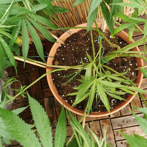 B.B. IV growlog timeline photo