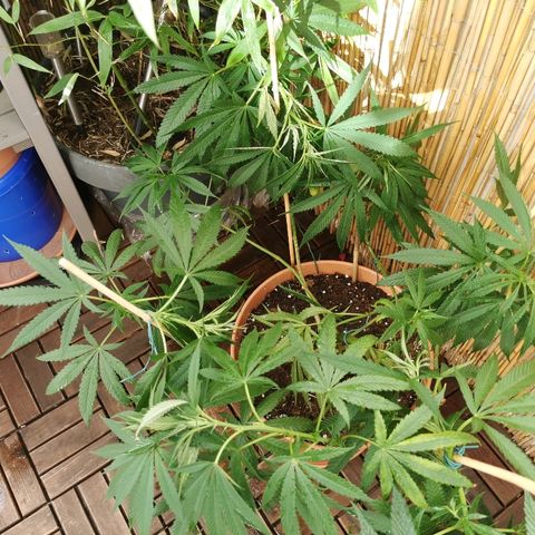 B.B. IV growlog timeline photo