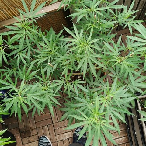 B.B. IV growlog photo: Entlaubt alle Sonnensegel