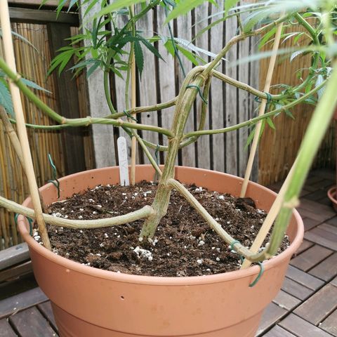B.B. IV growlog photo: Entlaubt alle Sonnensegel