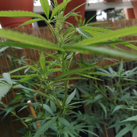 B.B. IV growlog photo: Entlaubt alle Sonnensegel