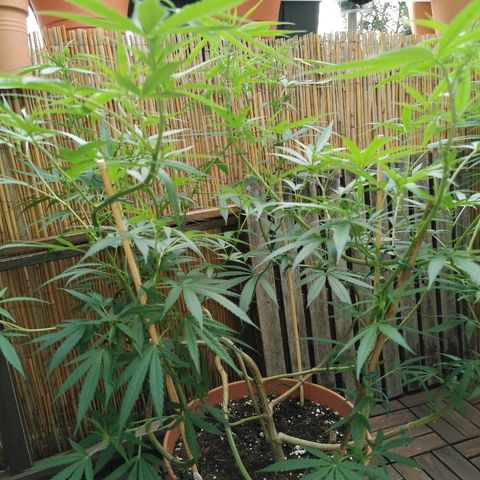 B.B. IV growlog photo: Entlaubt alle Sonnensegel