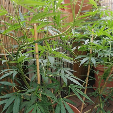 B.B. IV growlog photo: Entlaubt alle Sonnensegel