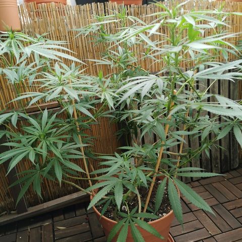 B.B. IV growlog photo: Entlaubt alle Sonnensegel