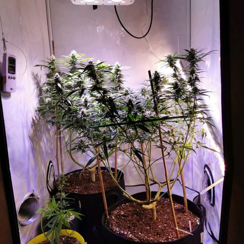 B.B. IV growlog timeline photo