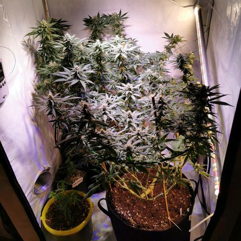 B.B. IV growlog timeline photo
