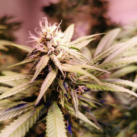 B.B. IV growlog timeline photo