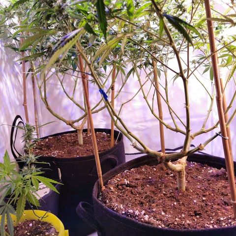 B.B. IV growlog timeline photo