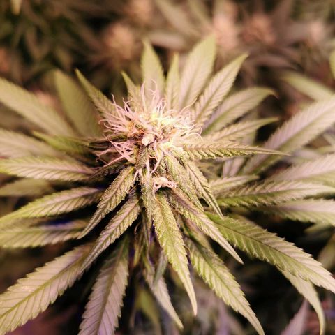 B.B. IV growlog timeline photo