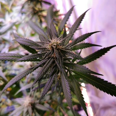 B.B. IV growlog timeline photo