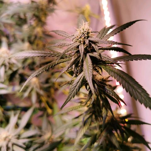 B.B. IV growlog timeline photo