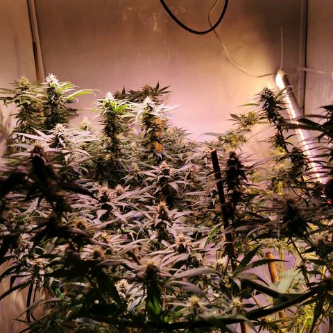 B.B. IV growlog timeline photo