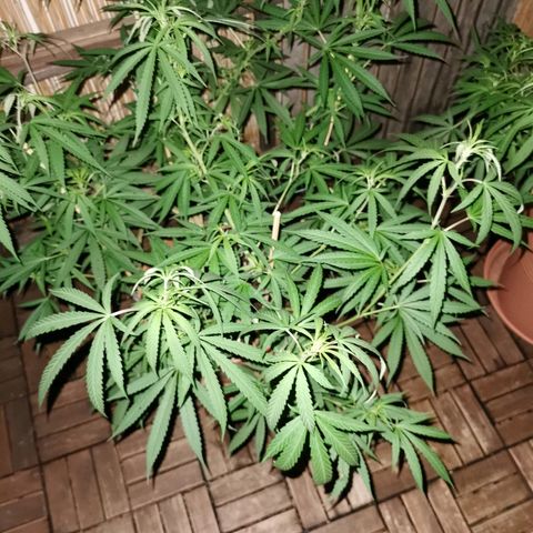 B.B. IV growlog timeline photo