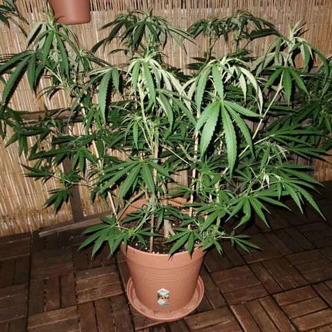 B.B. IV growlog timeline photo