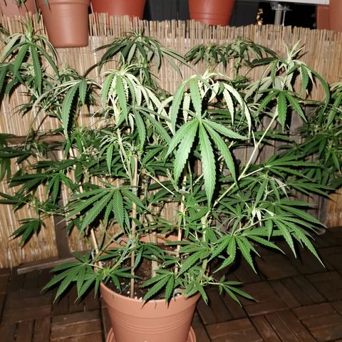 B.B. IV growlog timeline photo