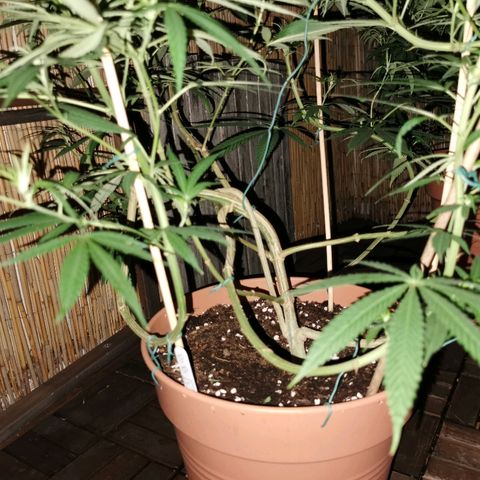 B.B. IV growlog timeline photo